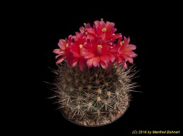 Matucana spec. 3097